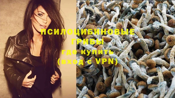ГАЛЛЮЦИНОГЕННЫЕ ГРИБЫ Осинники